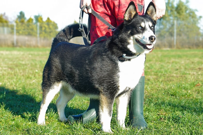 Nanuk nr ew 268/21 -&nbsp;Nanuk to około 5-letni pies w typie ras p&oacute;łnocnych, kt&oacute;ry po trafieniu do schroniska z ulicy przeszedł dużą przemianę &mdash; z nieufnego i reaktywnego stał się psem, kt&oacute;ry potrafi zaufać i szuka kontaktu z człowiekiem. To inteligentny, energiczny i silny pies, wymagający doświadczonego opiekuna, kt&oacute;ry zapewni mu odpowiednią dawkę ruchu oraz pracy umysłowej. Szukamy dla niego domu bez dzieci i zwierząt. Domu gotowego na wsp&oacute;łpracę z behawiorystą i świadomego potrzeb psa w typie p&oacute;łnocniaka.&nbsp;