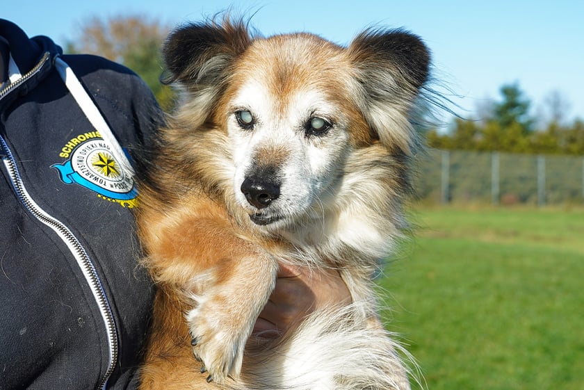 Piko nr ew 715/25 -&nbsp;Piko to przeuroczy, 12-letni staruszek, kt&oacute;ry do schroniska trafił jako znaleziony. Piesek jest niewidomy. Obecnie&nbsp; pod naszą opieką powoli dochodzi do siebie. To spokojny, delikatny piesek, bardzo spragniony uwagi i bliskości człowieka. Piko szuka nowego, spokojnego domu w kt&oacute;rym zazna ciepła i&nbsp; troski, na jakie w pełni zasługuje.&nbsp;