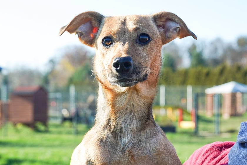 Sisi nr ew 621/25 -&nbsp;Sisi to malutka, około 1,5-roczna suczka oddana przez właściciela z powodu braku możliwości dalszej opieki. W kontakcie z nową osobą bywa nieco szczekliwa i ostrożna, ale kiedy już kogoś pozna &mdash; okazuje się niezwykle przyjazną, czułą przylepą. Jest delikatną, wrażliwą sunią, kt&oacute;ra potrzebuje troski, empatii i spokojnego podejścia.&nbsp;