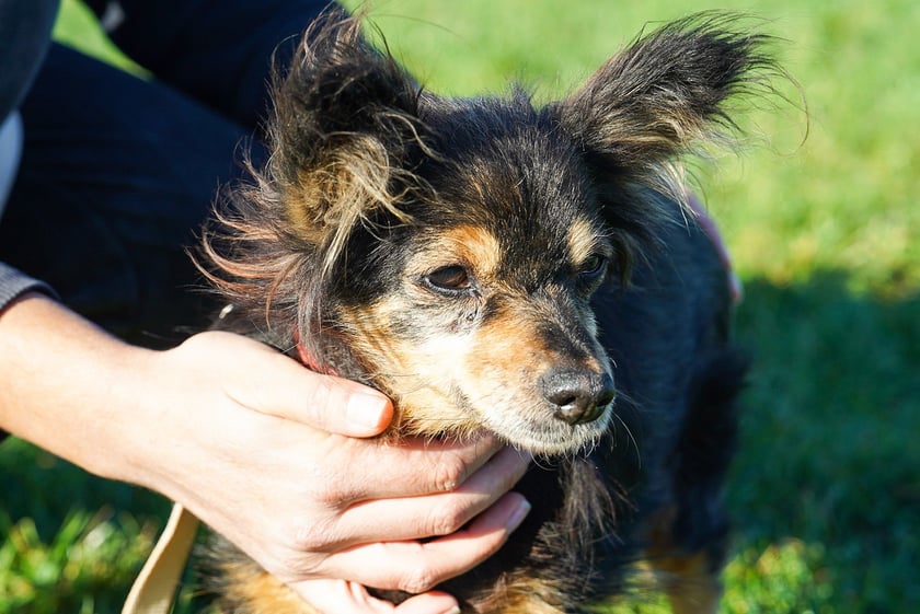 Dora nr ew. 507/25 -&nbsp;Dora to łagodna, 11-letnia suczka, kt&oacute;ra trafiła do schroniska jako znaleziona. Podczas przyjęcia miała dużą zmianę &ndash; guz, kt&oacute;ry został już usunięty. Na szczęście zabieg przebiegł pomyślnie i dziś Dora czuje się bardzo dobrze. Ta cudowna, spokojna i pełna ciepła suczka, zasługuje na drugą szansę. Szukamy dla Dorci dobrego, kochającego domu &ndash; pełnego miłości, spokoju i zrozumienia.