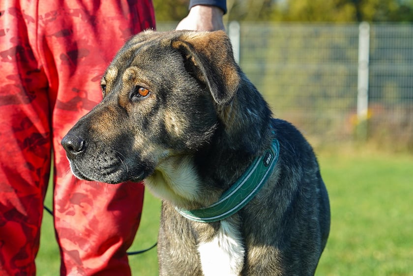 Wulkan nr ew 492/25 -&nbsp;Wulkan to 4-letni, wesoły i towarzyski pies, oddany przez właściciela z powodu jednorazowego incydentu związanego z negatywnym zachowaniem. Obecnie staramy się lepiej go poznać i wspieramy jego rozw&oacute;j pod okiem behawiorysty. Szukamy odpowiedzialnego opiekuna, gotowego na pracę z psem i kontynuację wsparcia behawioralnego.&nbsp;