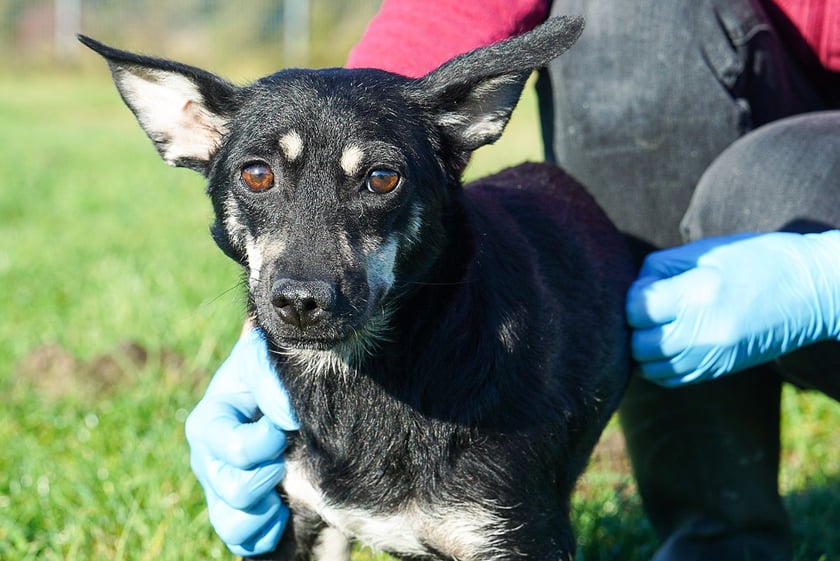 Petra nr ew 588/25 -&nbsp;Petra to 3 -letnia suczka kt&oacute;ra do schroniska trafiła razem z sześcioma szczeniętami. Maluszki&nbsp; znalazły już domy, teraz czas na mamusię. Petra jest pieskiem lękliwym, unikającym kontaktu. Jednak kiedy już zaufa mocno przywiązuje się do jednego opiekuna. Szukamy wyrozumiałego, spokojnego domu, w kt&oacute;rym będzie mogła ponownie poczuć się&nbsp; bezpiecznie.