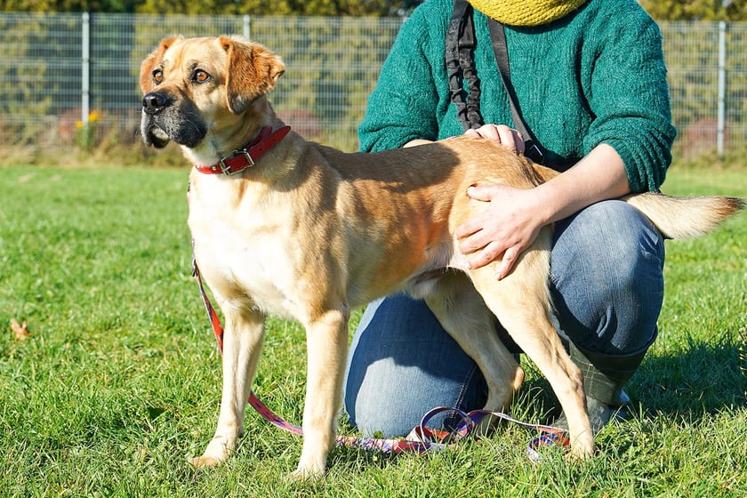 Barry nr ew 500/25 -&nbsp;Barry to 5-letni pies, kt&oacute;ry został oddany pod opiekę przyjaciela rodziny, gdy właściciel wyjechał za granicę - ostatecznie nigdy po niego nie wr&oacute;cił. Barry jest miły, towarzyski, szuka domu, w kt&oacute;rym odzyska poczucie bezpieczeństwa i będzie m&oacute;gł zaufać człowiekowi. W razie potrzeby nowi opiekunowie mogą liczyć na wsparcie behawiorysty.