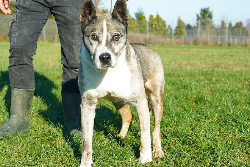 Dżok nr ew 78/25 -&nbsp;Dżok to 11-letni pies, kt&oacute;ry po trudnym doświadczeniu na wolności powoli odzyskuje siły i pewność siebie. Jest łagodny, uwielbia pieszczoty i spacery. Nie toleruje jednak innych ps&oacute;w. Szukamy dla niego spokojnego domu, najlepiej z niewielką ilością schod&oacute;w lub mieszkaniem z windą, gdzie będzie m&oacute;gł cieszyć się spokojnym życiem.&nbsp;