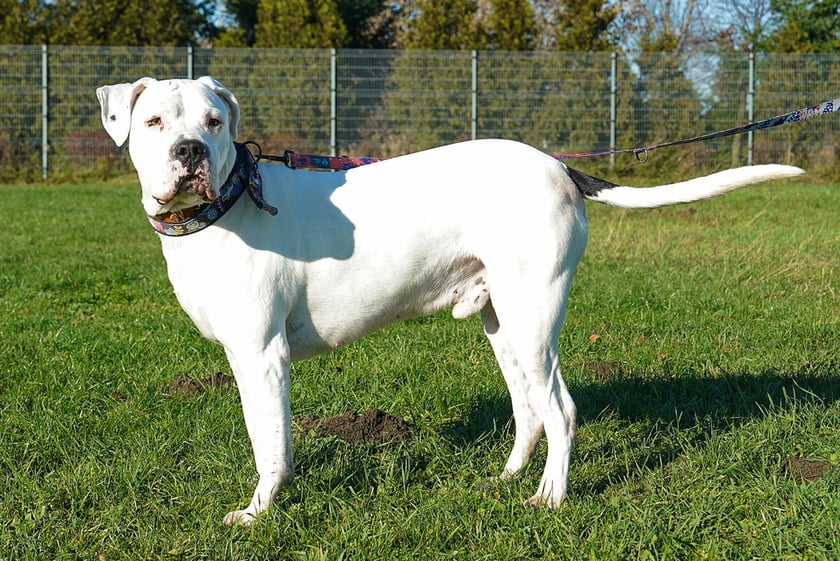 Codi nr ew 464/25 - Codi to 4-letni pies w typie doga argentyńskiego &mdash; wesoły, towarzyski, ale też mocno humorzasty. Bardzo silnie przywiązuje się do swojego opiekuna, co sprawia, że w stosunku do obcych os&oacute;b potrafi zachowywać się nieufnie lub reagować negatywnie.&nbsp;
Mimo swojej postury, Codi ma miękkie serce dla małych psiak&oacute;w &mdash; jest wobec nich łagodny i chętnie się bawi.
Szukamy dla niego doświadczonej osoby, kt&oacute;ra rozumie potrzeby tej rasy, potrafi pracować z psem emocjonalnym i zapewni Codiemu stabilny, spokojny dom z ograniczonym gronem domownik&oacute;w.