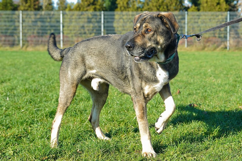 Wulkan nr ew 492/25 -&nbsp;Wulkan to 4-letni, wesoły i towarzyski pies, oddany przez właściciela z powodu jednorazowego incydentu związanego z negatywnym zachowaniem. Obecnie staramy się lepiej go poznać i wspieramy jego rozw&oacute;j pod okiem behawiorysty. Szukamy odpowiedzialnego opiekuna, gotowego na pracę z psem i kontynuację wsparcia behawioralnego.&nbsp;