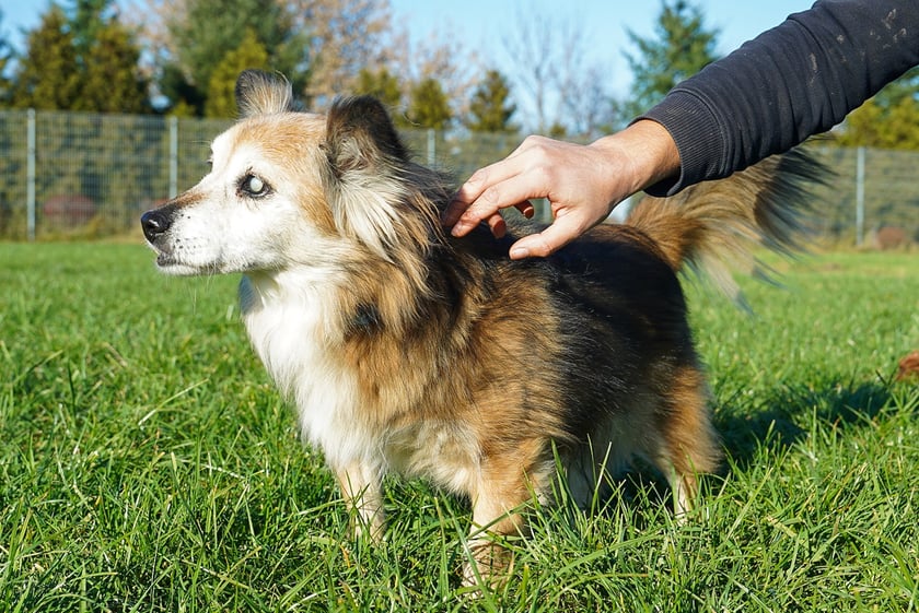 Piko nr ew 715/25 -&nbsp;Piko to przeuroczy, 12-letni staruszek, kt&oacute;ry do schroniska trafił jako znaleziony. Piesek jest niewidomy. Obecnie&nbsp; pod naszą opieką powoli dochodzi do siebie. To spokojny, delikatny piesek, bardzo spragniony uwagi i bliskości człowieka. Piko szuka nowego, spokojnego domu w kt&oacute;rym zazna ciepła i&nbsp; troski, na jakie w pełni zasługuje.&nbsp;