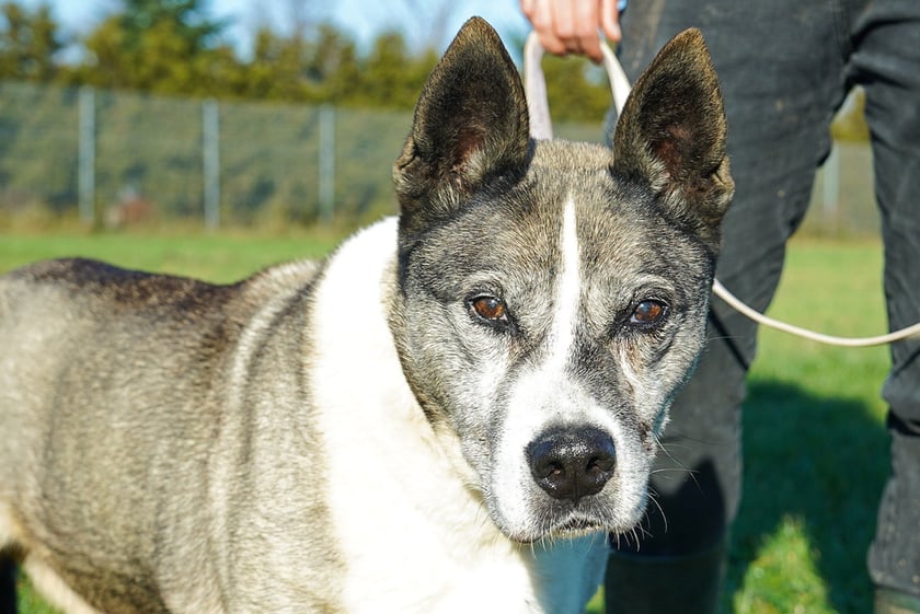 Dżok nr ew 78/25 -&nbsp;Dżok to 11-letni pies, kt&oacute;ry po trudnym doświadczeniu na wolności powoli odzyskuje siły i pewność siebie. Jest łagodny, uwielbia pieszczoty i spacery. Nie toleruje jednak innych ps&oacute;w. Szukamy dla niego spokojnego domu, najlepiej z niewielką ilością schod&oacute;w lub mieszkaniem z windą, gdzie będzie m&oacute;gł cieszyć się spokojnym życiem.&nbsp;