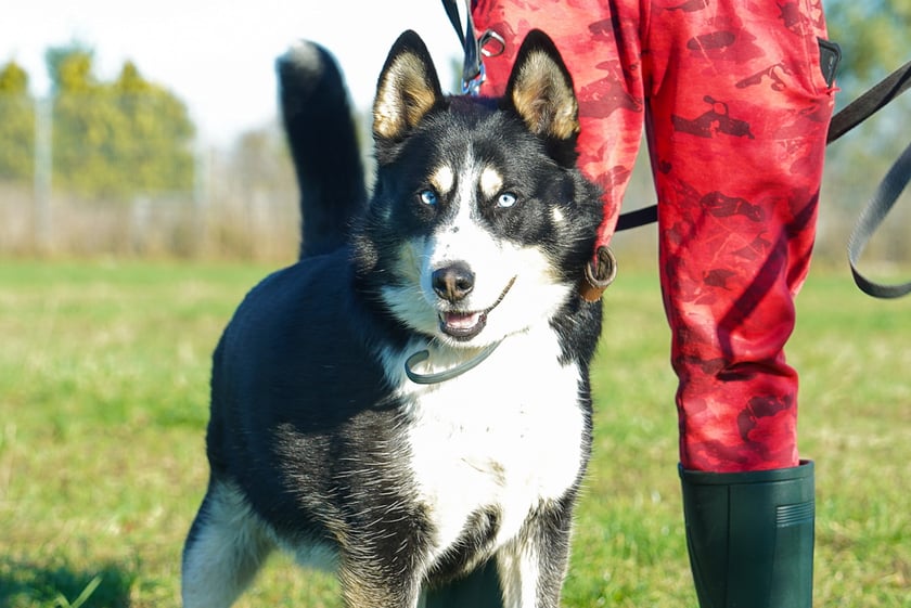 Nanuk nr ew 268/21 -&nbsp;Nanuk to około 5-letni pies w typie ras p&oacute;łnocnych, kt&oacute;ry po trafieniu do schroniska z ulicy przeszedł dużą przemianę &mdash; z nieufnego i reaktywnego stał się psem, kt&oacute;ry potrafi zaufać i szuka kontaktu z człowiekiem. To inteligentny, energiczny i silny pies, wymagający doświadczonego opiekuna, kt&oacute;ry zapewni mu odpowiednią dawkę ruchu oraz pracy umysłowej. Szukamy dla niego domu bez dzieci i zwierząt. Domu gotowego na wsp&oacute;łpracę z behawiorystą i świadomego potrzeb psa w typie p&oacute;łnocniaka.&nbsp;