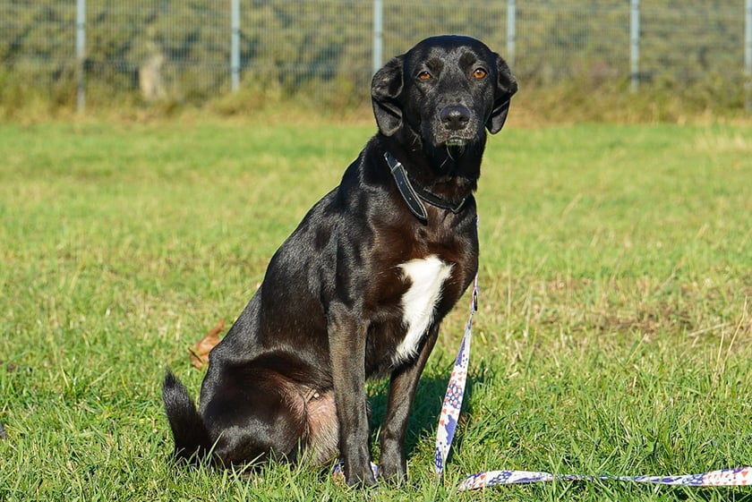 Iga nr ew 624/25 -&nbsp;Iga to 3-letnia suczka, kt&oacute;ra trafiła do schroniska jako znaleziona. Jest lękliwa i nieufna, ale powoli zaczyna otwierać się na relację i kontakt z człowiekiem. Szukamy dla niej cierpliwego, odpowiedzialnego domu, w kt&oacute;rym będzie mogła poczuć się bezpiecznie i w pełni zaufać.&nbsp;
