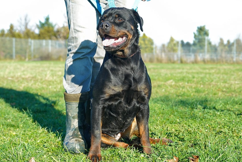 Pyza nr ew 636/25 - Pyza to około 1,5-letnia suczka rasy rottweiler, kt&oacute;ra trafiła do schroniska podczas interwencji wraz z trzema innymi psami. Jest przyjazna, towarzyska i bardzo skupiona na człowieku &mdash; kontakt z opiekunem to dla niej największa radość.
Szukamy dla Pyzy odpowiedzialnej osoby, kt&oacute;ra dobrze zna specyfikę rasy i gotowa jest dać jej bezpieczny, stabilny dom już na zawsze.