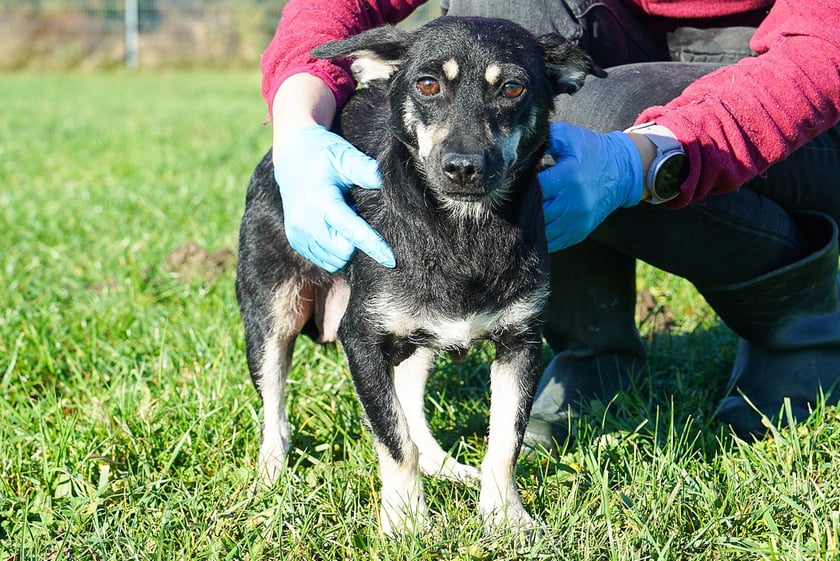 Petra nr ew 588/25 -&nbsp;Petra to 3 -letnia suczka kt&oacute;ra do schroniska trafiła razem z sześcioma szczeniętami. Maluszki&nbsp; znalazły już domy, teraz czas na mamusię. Petra jest pieskiem lękliwym, unikającym kontaktu. Jednak kiedy już zaufa mocno przywiązuje się do jednego opiekuna. Szukamy wyrozumiałego, spokojnego domu, w kt&oacute;rym będzie mogła ponownie poczuć się&nbsp; bezpiecznie.