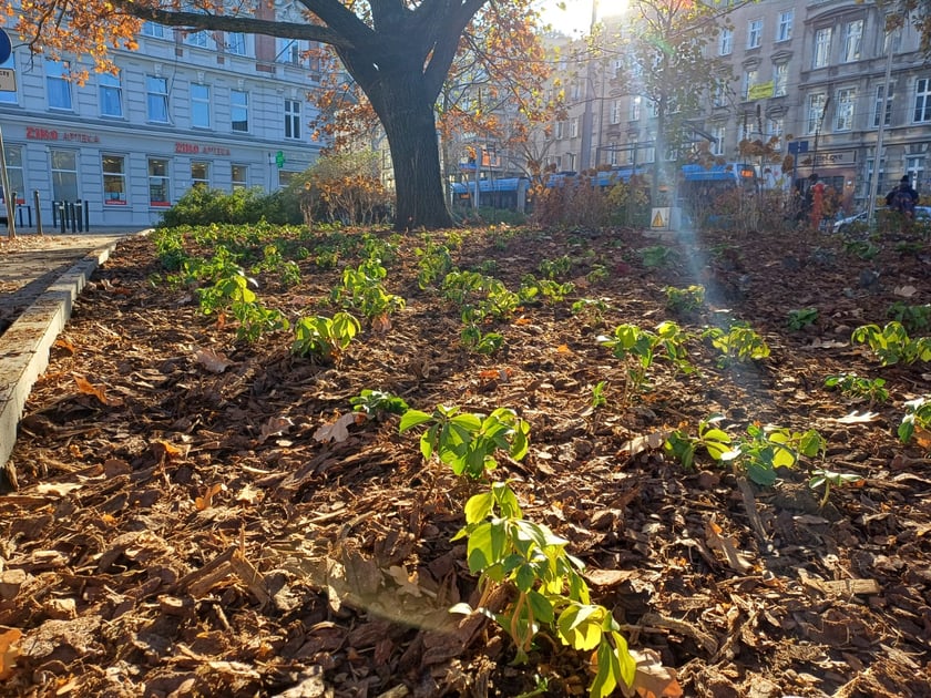 Skwer u zbiegu ulic Pomorskiej i św. Wincentego