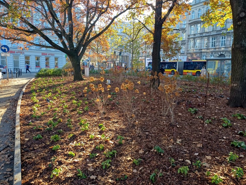 Skwer u zbiegu ulic Pomorskiej i św. Wincentego