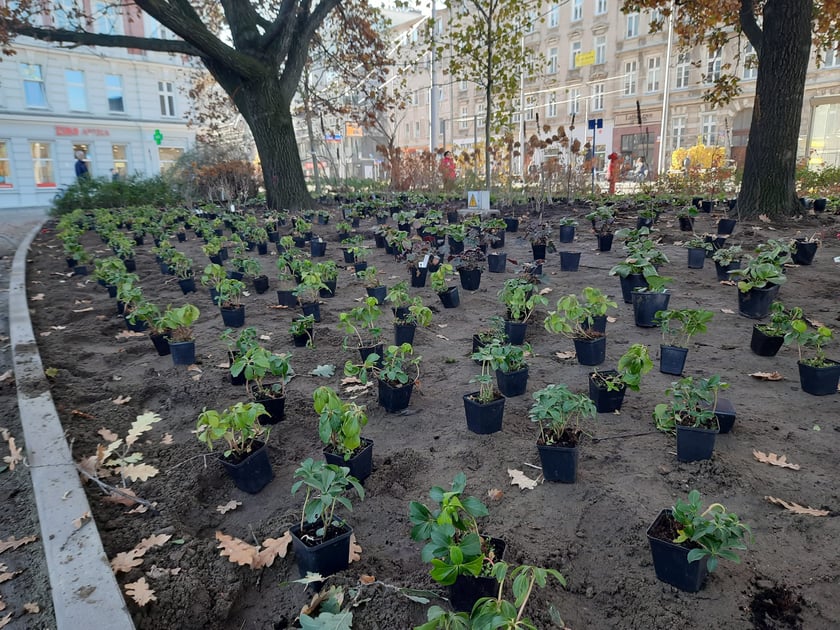 Skwer u zbiegu ulic Pomorskiej i św. Wincentego