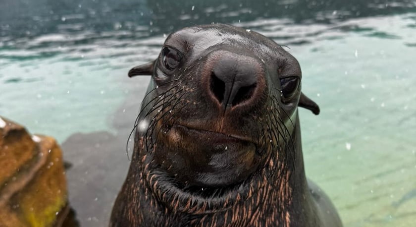 Na wybiegu zewnętrznym kotików. Na zdjęciu Elmo