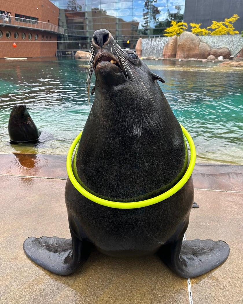 Na wybiegu zewnętrznym kotików