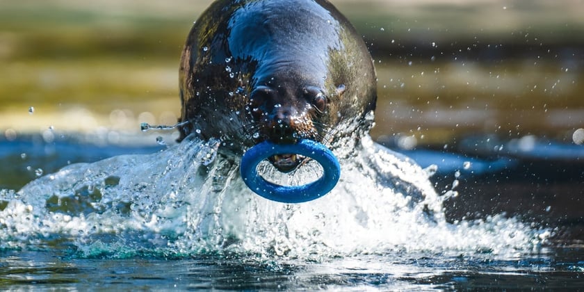 Na wybiegu zewnętrznym kotików