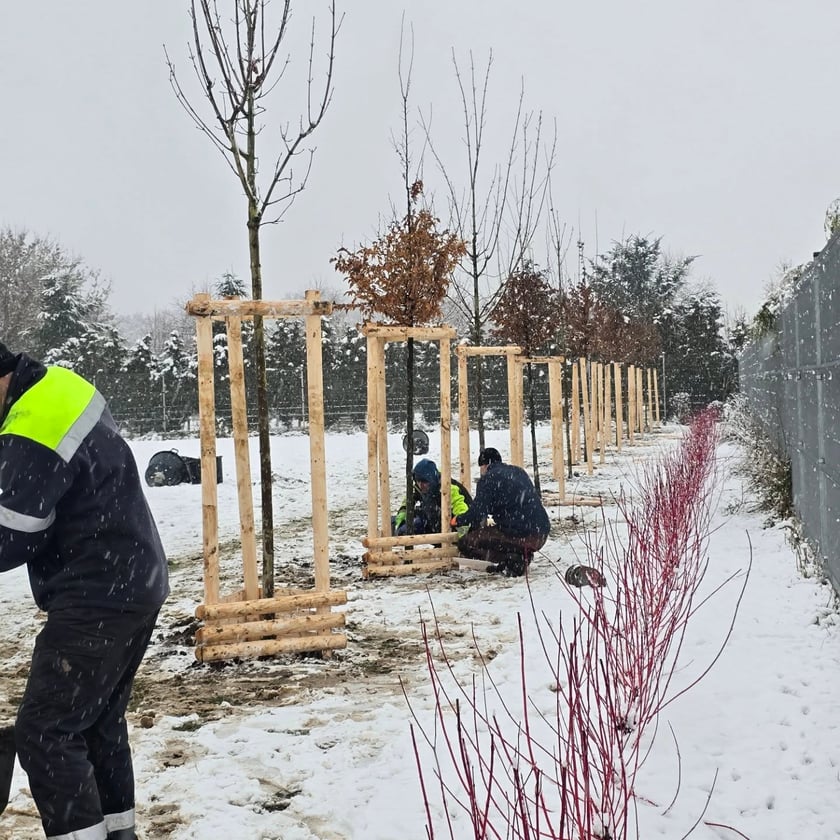 Sadzenie nowych drzew  na terenach przy schronisku dla zwierząt na ul. Ślazowej.