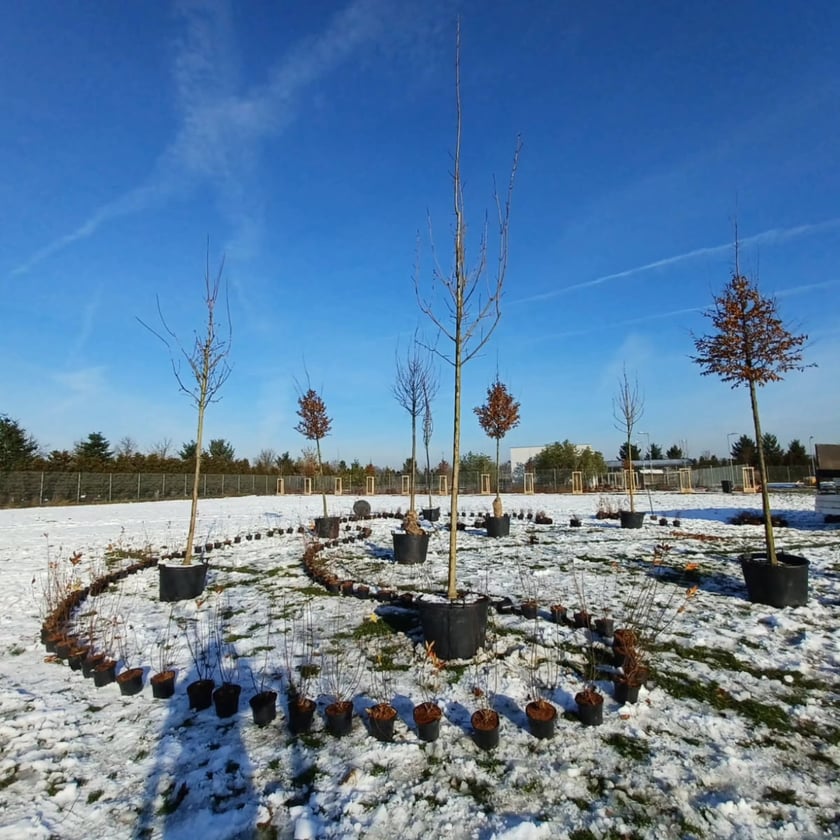 Sadzenie nowych drzew  na terenach przy schronisku dla zwierząt na ul. Ślazowej.