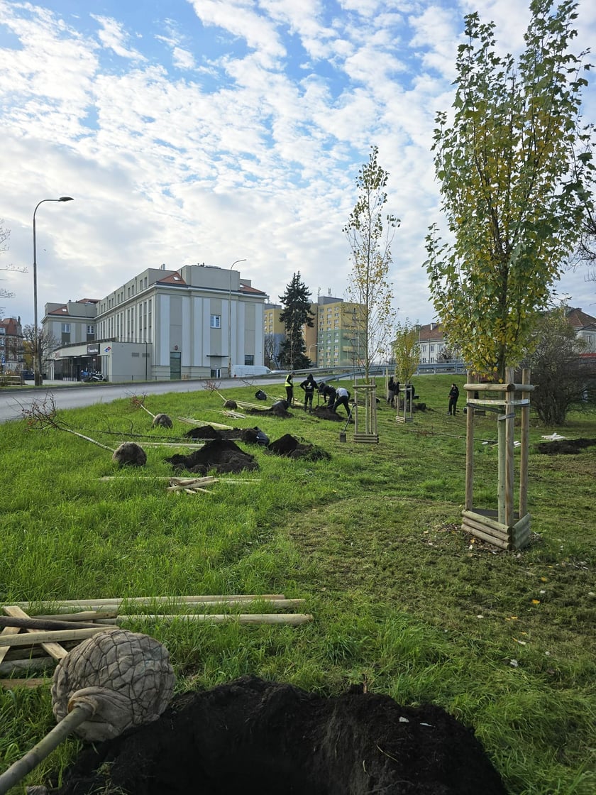 Sadzenie  nowych drzew przy ul. Bora-Komorowskiego.