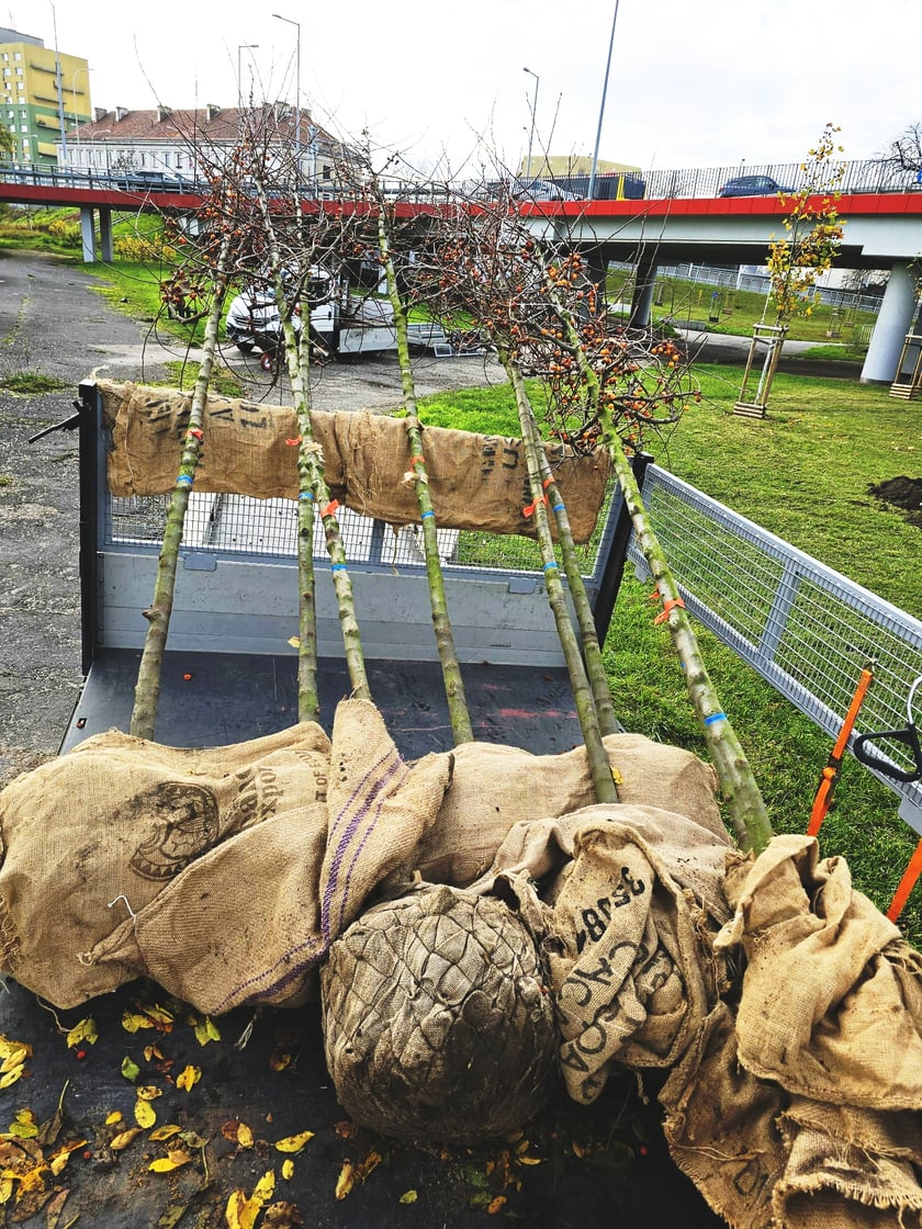 Sadzenie  nowych drzew przy ul. Bora-Komorowskiego.