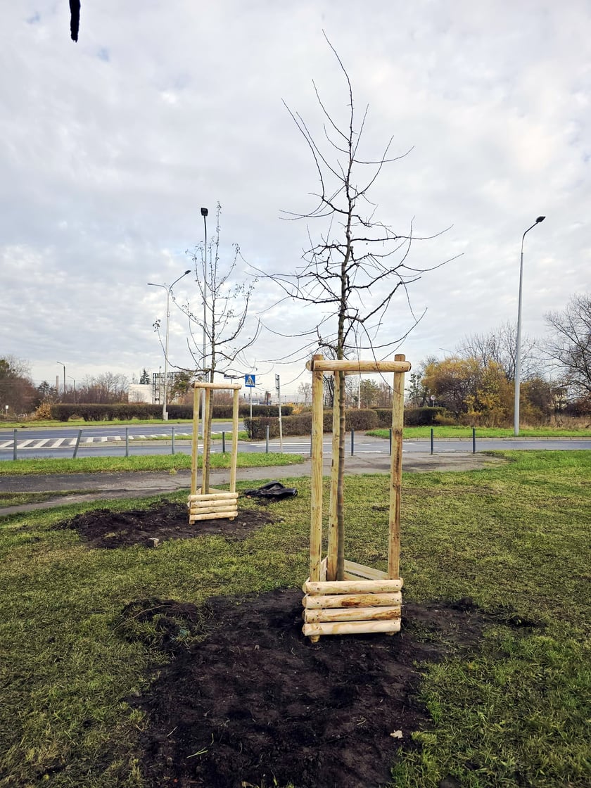 Sadzenie  nowych drzew przy ul. Bora-Komorowskiego.