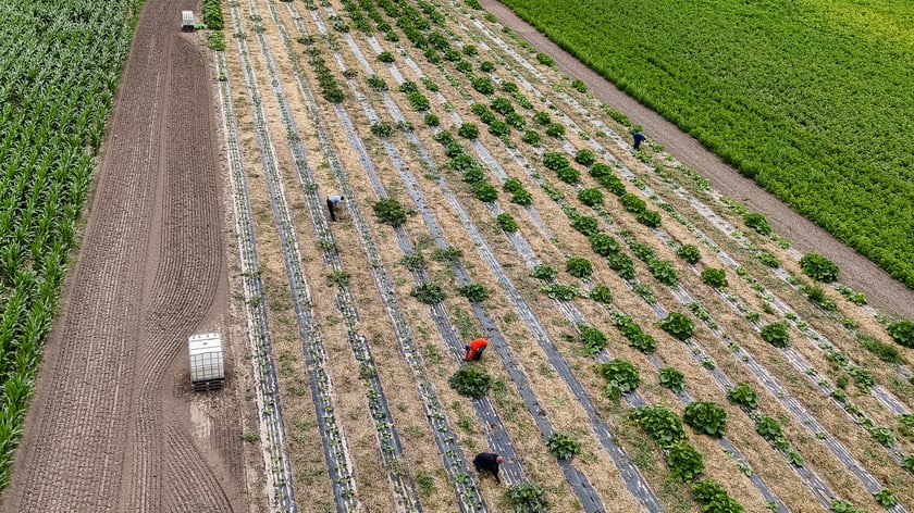 Miejska Farma Wrocław - widok na pole z lotu ptaka