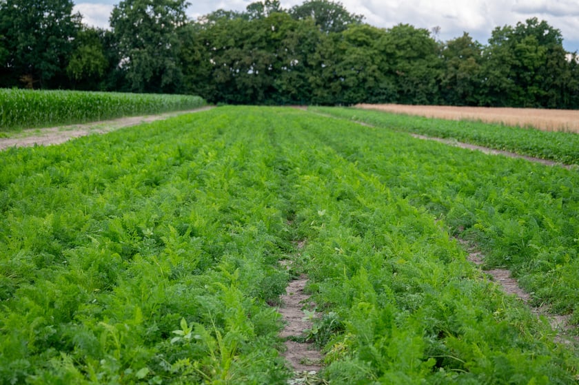 Miejska Farma Wrocław - widok na pole z uprawami