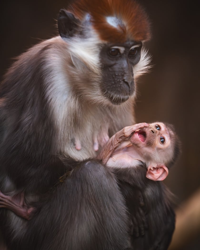 Mała mangaba rudoczelna z mamą