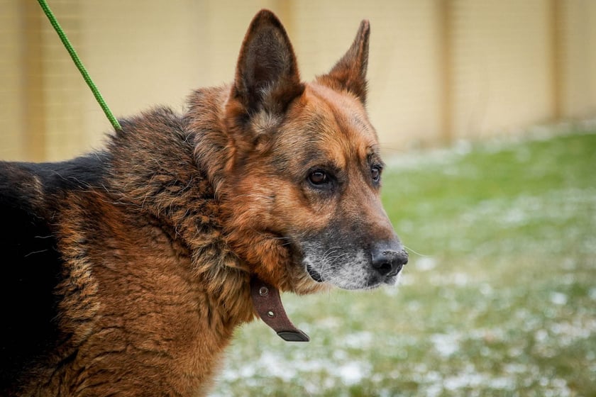 Psy uratowane z Ukrainy, które trafiły do wrocławskiego schroniska