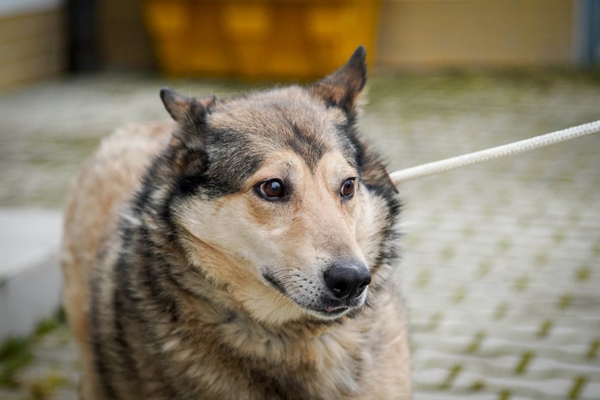 Psy uratowane z Ukrainy, które trafiły do wrocławskiego schroniska