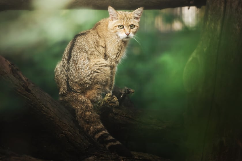 Żbik z wrocławskiego zoo. Warto zwrócić uwagę na puszysty, tępo zakończony ogon, zupełnie inny niż u domowego kota