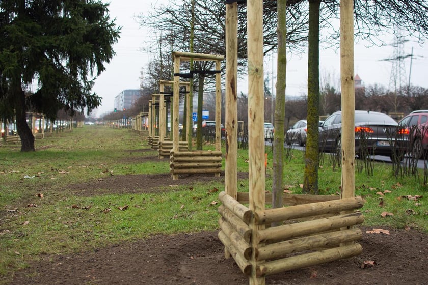 Zdjęcie nowo posadzonych drzew wzdłuż ulicy.