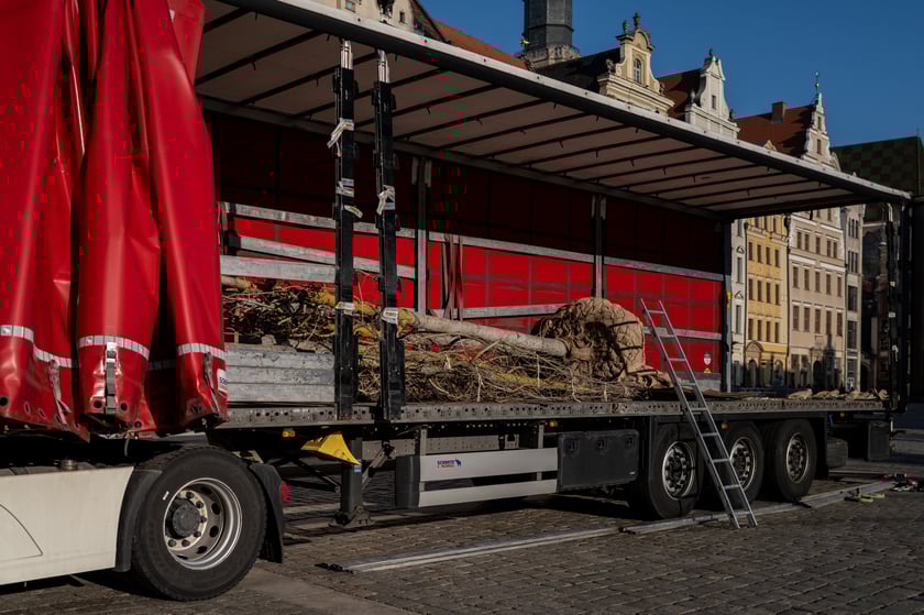 Nowe drzewa do posadzenia w Rynku -zostały przywiezione 6 marca rano.