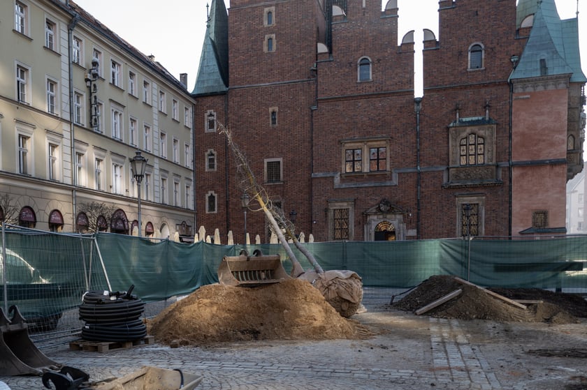 Nowe drzewa do posadzenia w Rynku -zostały przywiezione 6 marca rano.