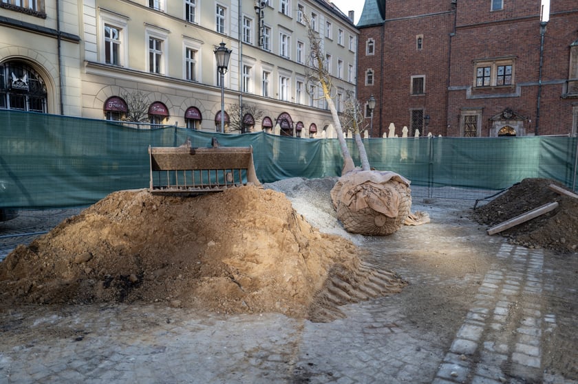 Nowe drzewa do posadzenia w Rynku -zostały przywiezione 6 marca rano.