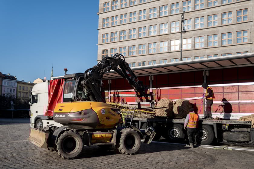 Nowe drzewa do posadzenia w Rynku -zostały przywiezione 6 marca rano.