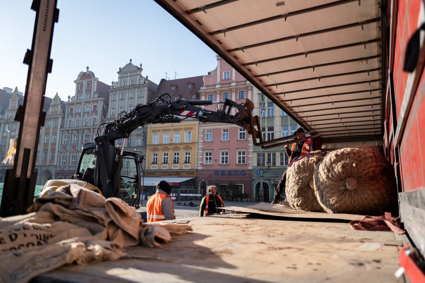 Nowe drzewa do posadzenia w Rynku -zostały przywiezione 6 marca rano.