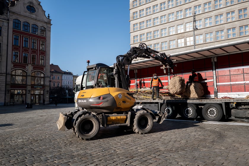Nowe drzewa do posadzenia w Rynku -zostały przywiezione 6 marca rano.