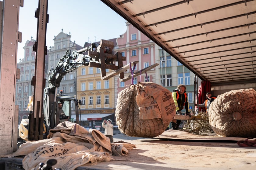 Nowe drzewa do posadzenia w Rynku -zostały przywiezione 6 marca rano.