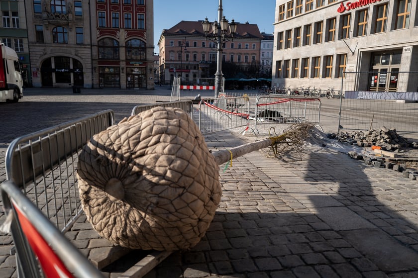 Nowe drzewa do posadzenia w Rynku -zostały przywiezione 6 marca rano.