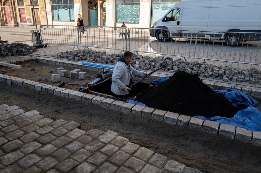 Nowe drzewa do posadzenia w Rynku -zostały przywiezione 6 marca rano.