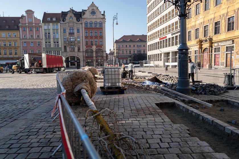 Nowe drzewa do posadzenia w Rynku -zostały przywiezione 6 marca rano.
