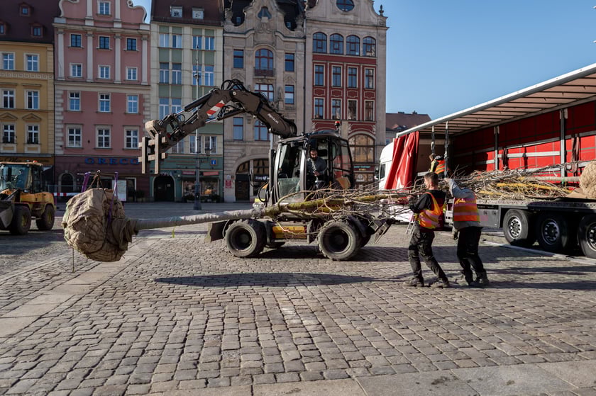 Nowe drzewa do posadzenia w Rynku -zostały przywiezione 6 marca rano.
