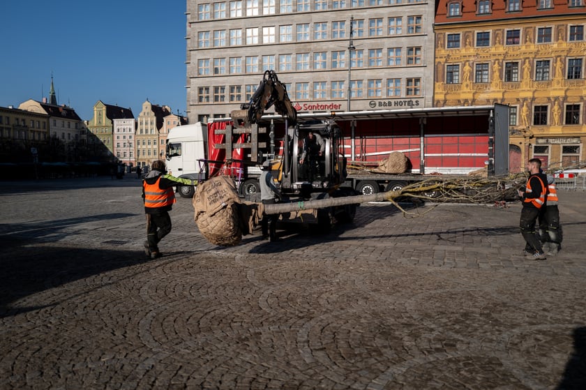 Nowe drzewa do posadzenia w Rynku -zostały przywiezione 6 marca rano.