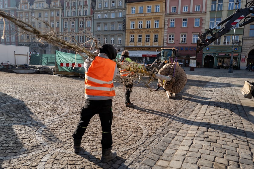 Nowe drzewa do posadzenia w Rynku -zostały przywiezione 6 marca rano.