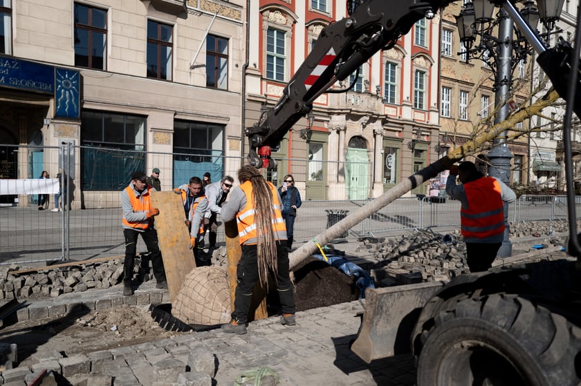 Sadzenie pierwszego z nowych drzew w Rynku 6 marca 2026 r. - robotnicy osadzają korzenie i pień w przygotowanym wykopie.