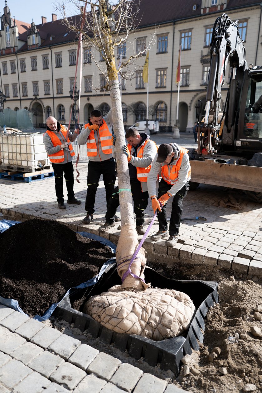 Sadzenie pierwszego z nowych drzew w Rynku 6 marca 2026 r. - robotnicy osadzają korzenie i pień w przygotowanym wykopie.