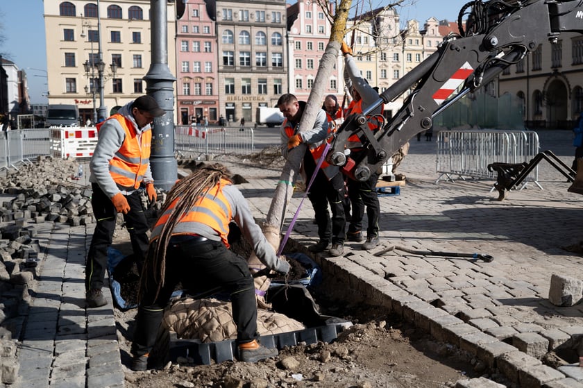 Sadzenie pierwszego z nowych drzew w Rynku 6 marca 2026 r. - robotnicy osadzają korzenie i pień w przygotowanym wykopie.
